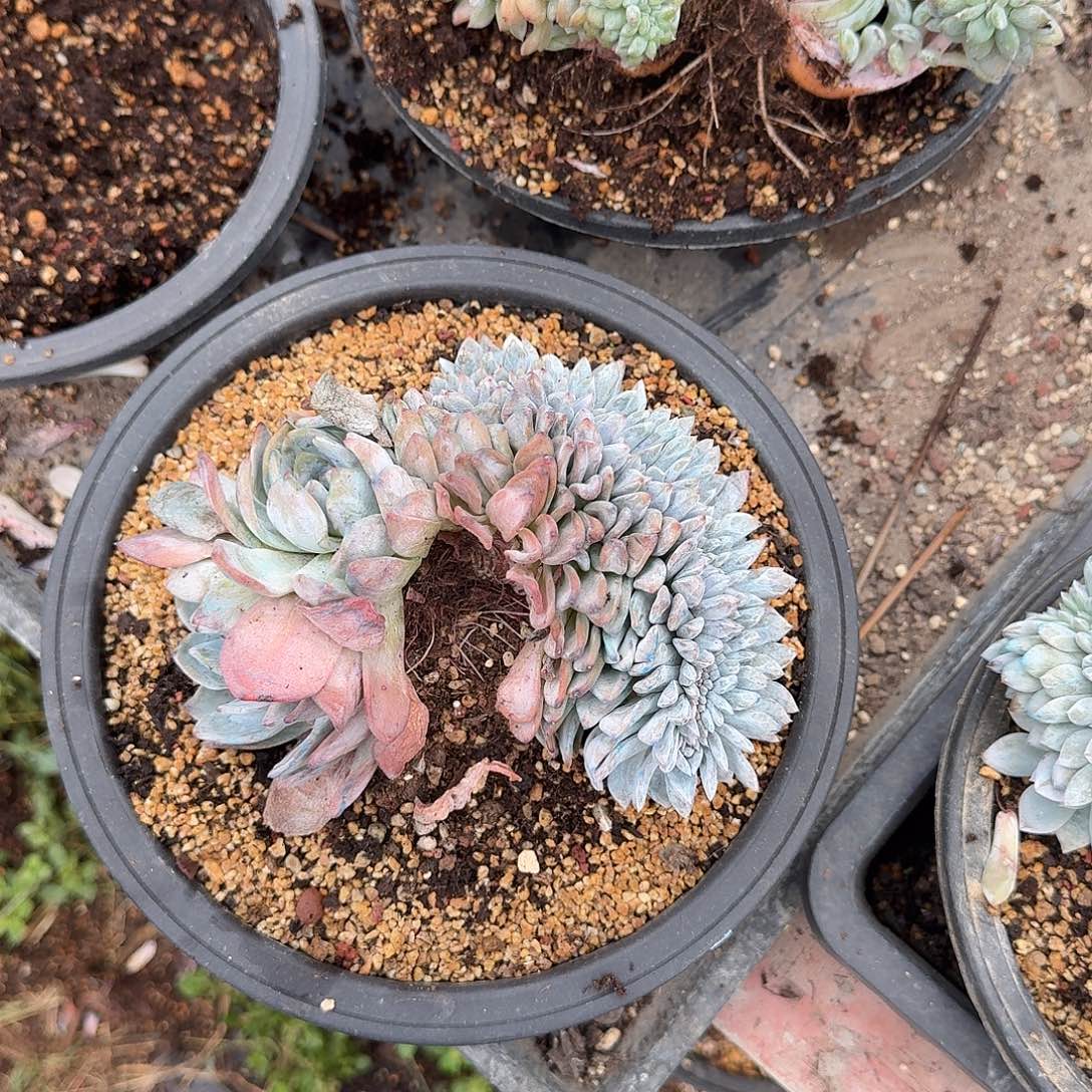 肉***）星影缀化呀呀呀呀