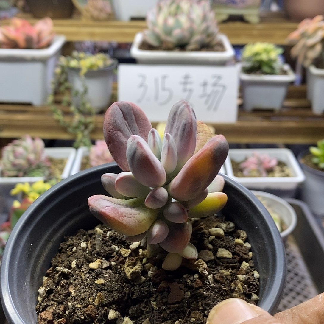 1533 乒乓福娘锦