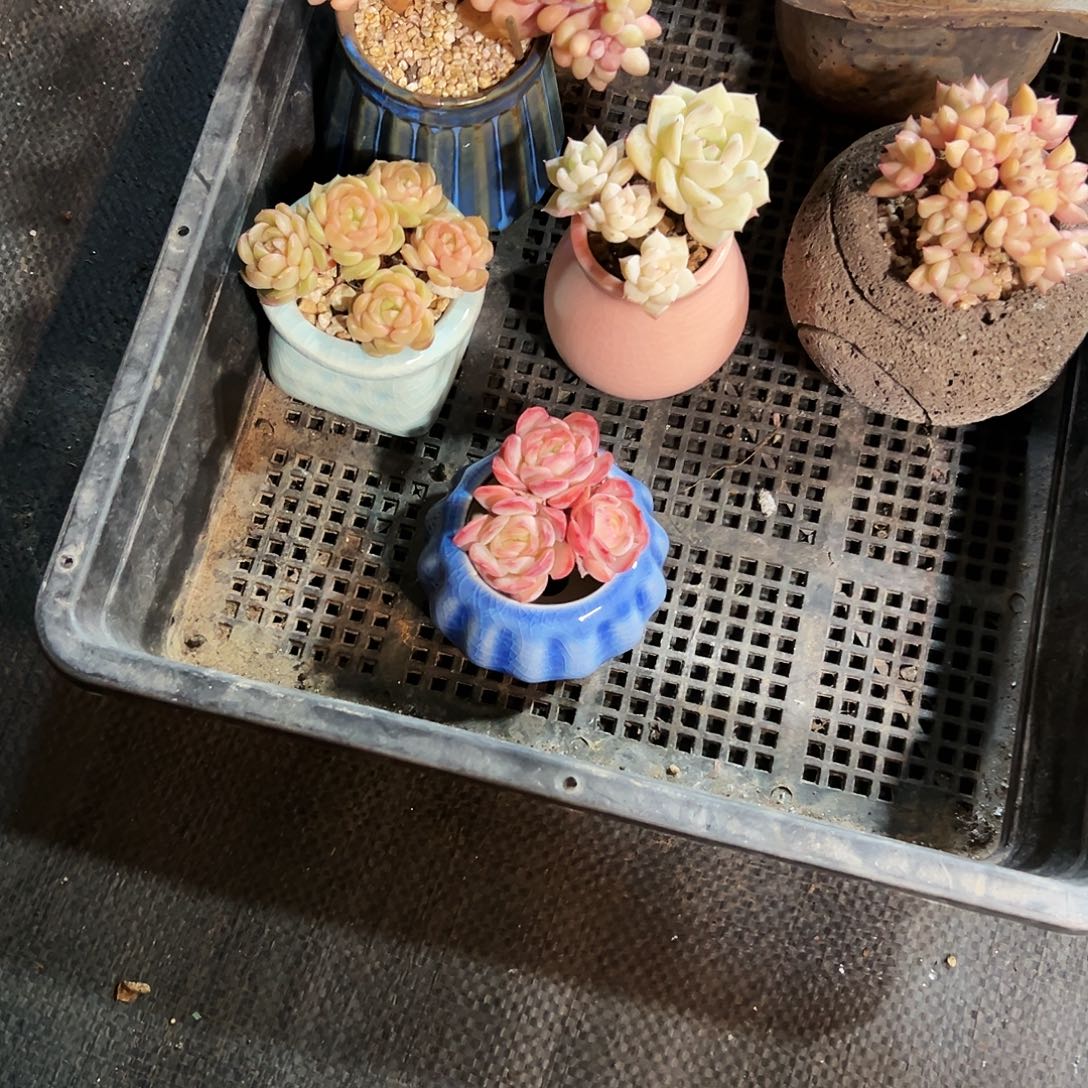 多肉植物老桩子222