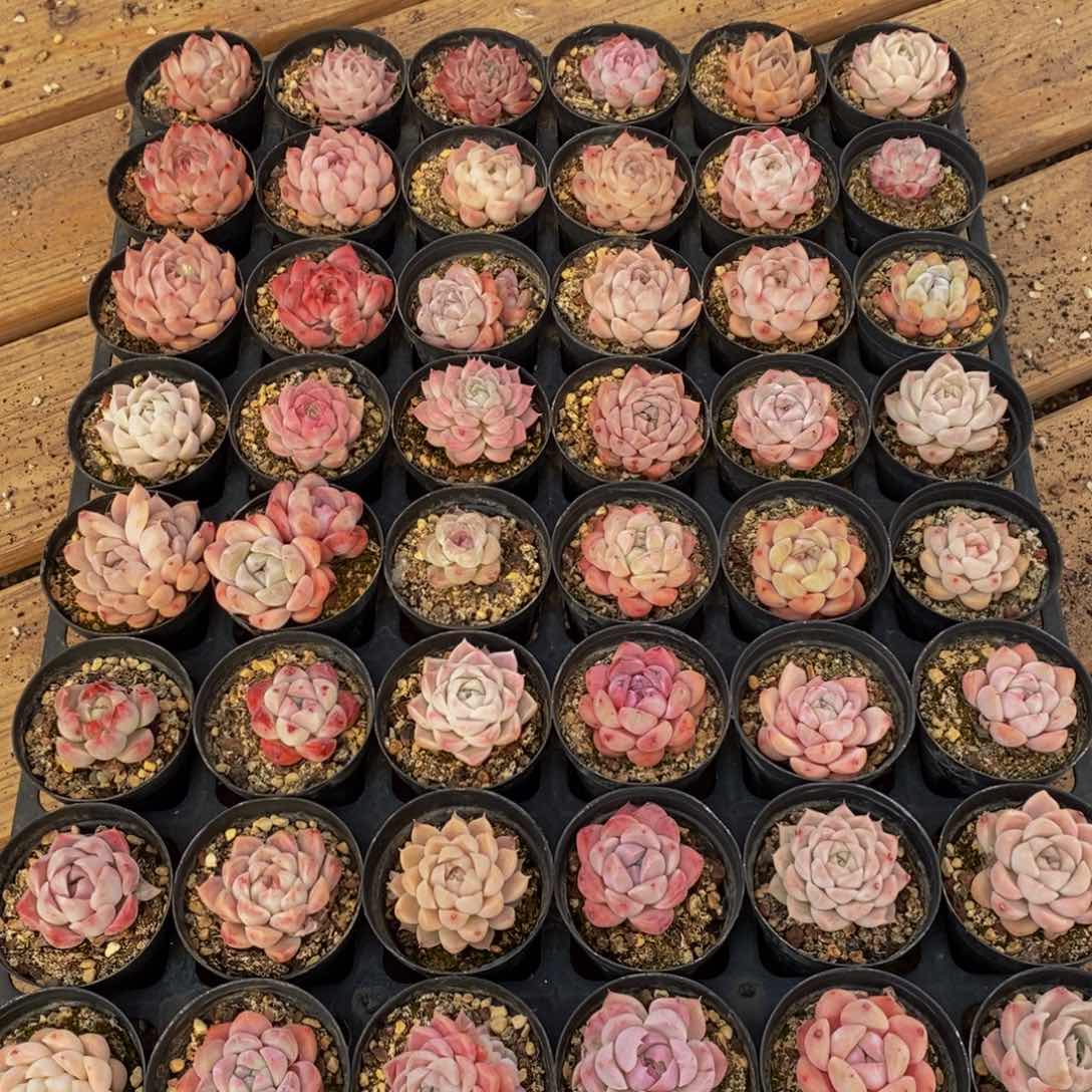 736多肉植物保护研究所所长