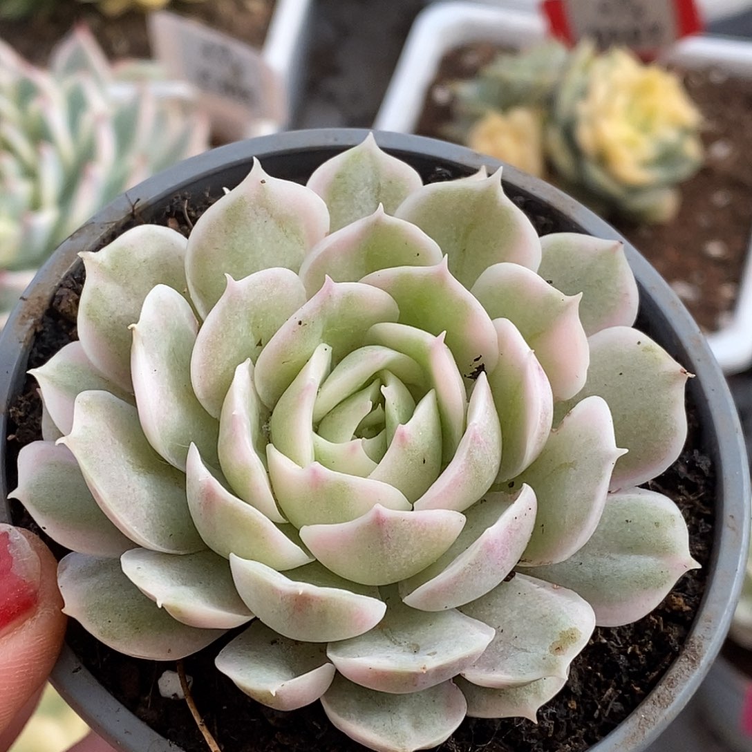 191盎司诺哈哈哈哈湖