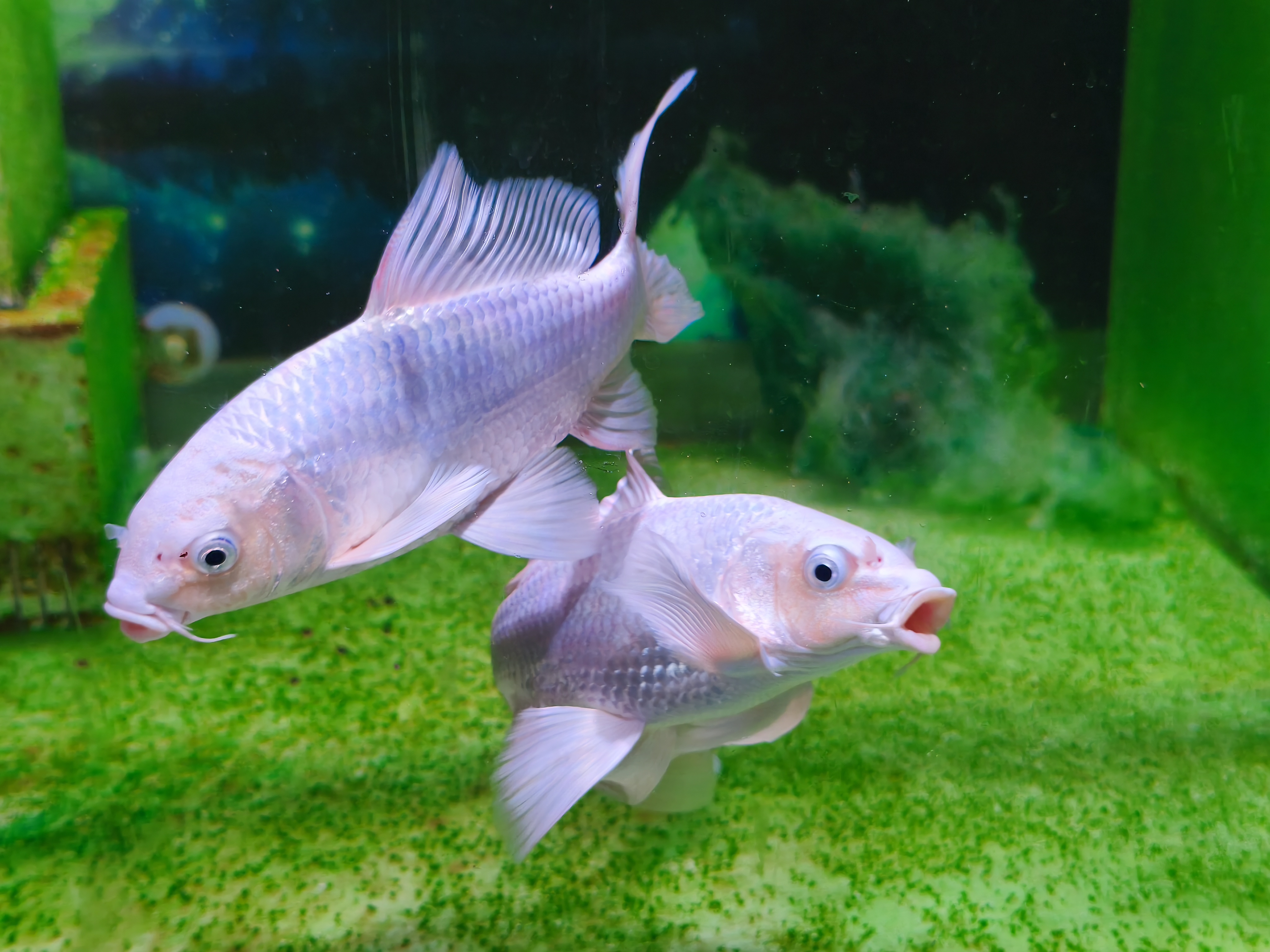 招财鱼蝴蝶鲤七彩鳑鲏等多种活体观赏鱼淡水冷水鱼可选