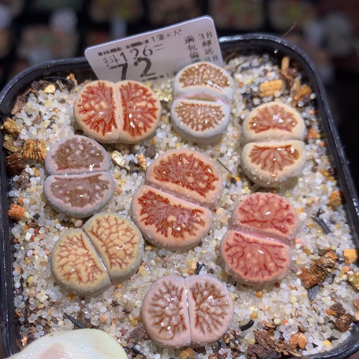 今天播完放假啦126.72