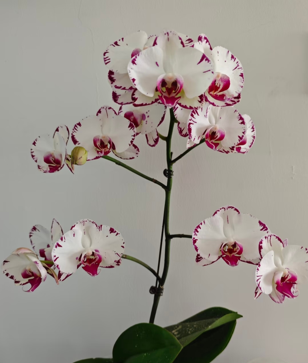 欧品【黑闪电】2.8寸杯刚破口花剑蝴蝶兰（全店满2颗发货）