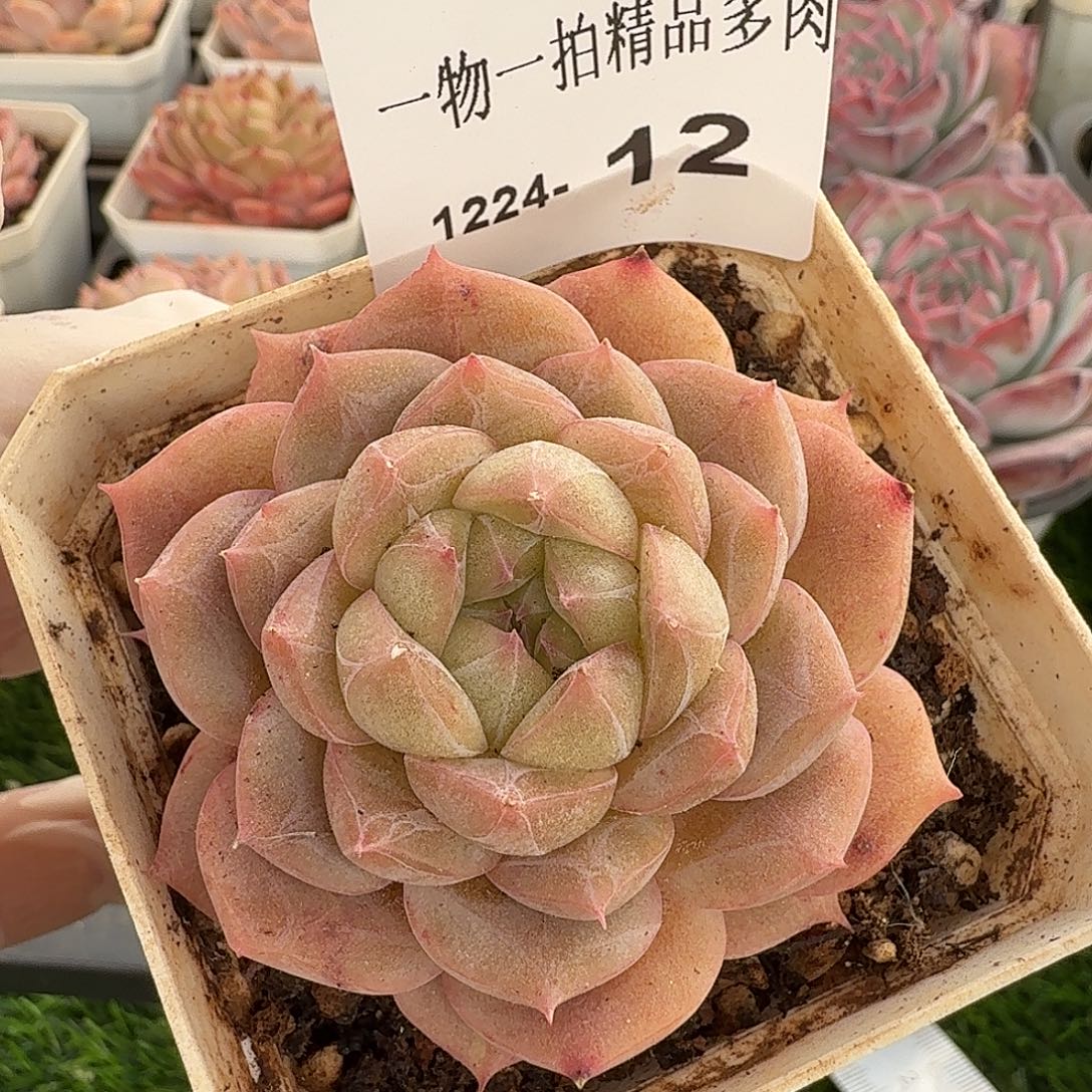 1224-12多肉一物一拍