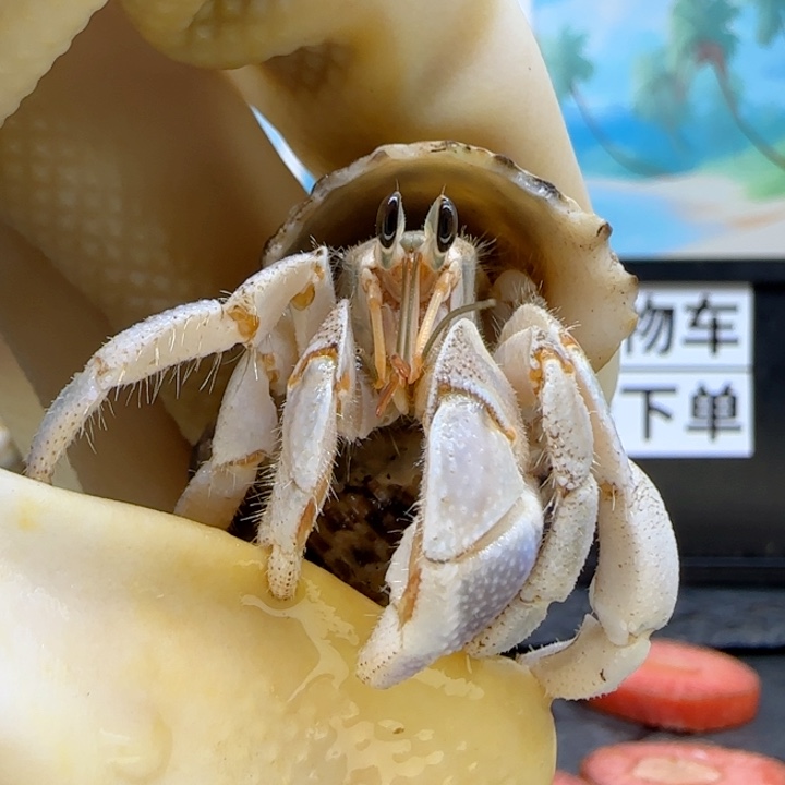 A20蓝钳 灰白1.8cm口径