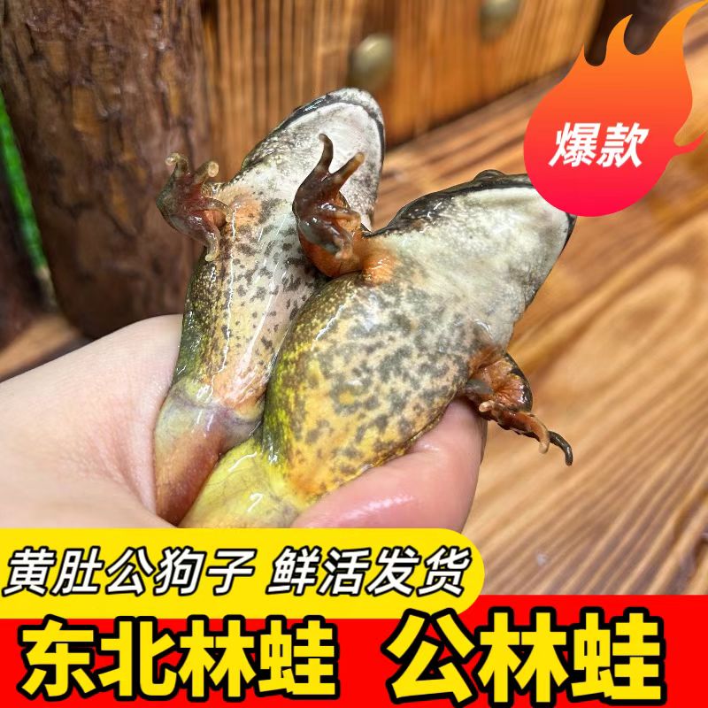 公狗子，东北河鲜，送酱，