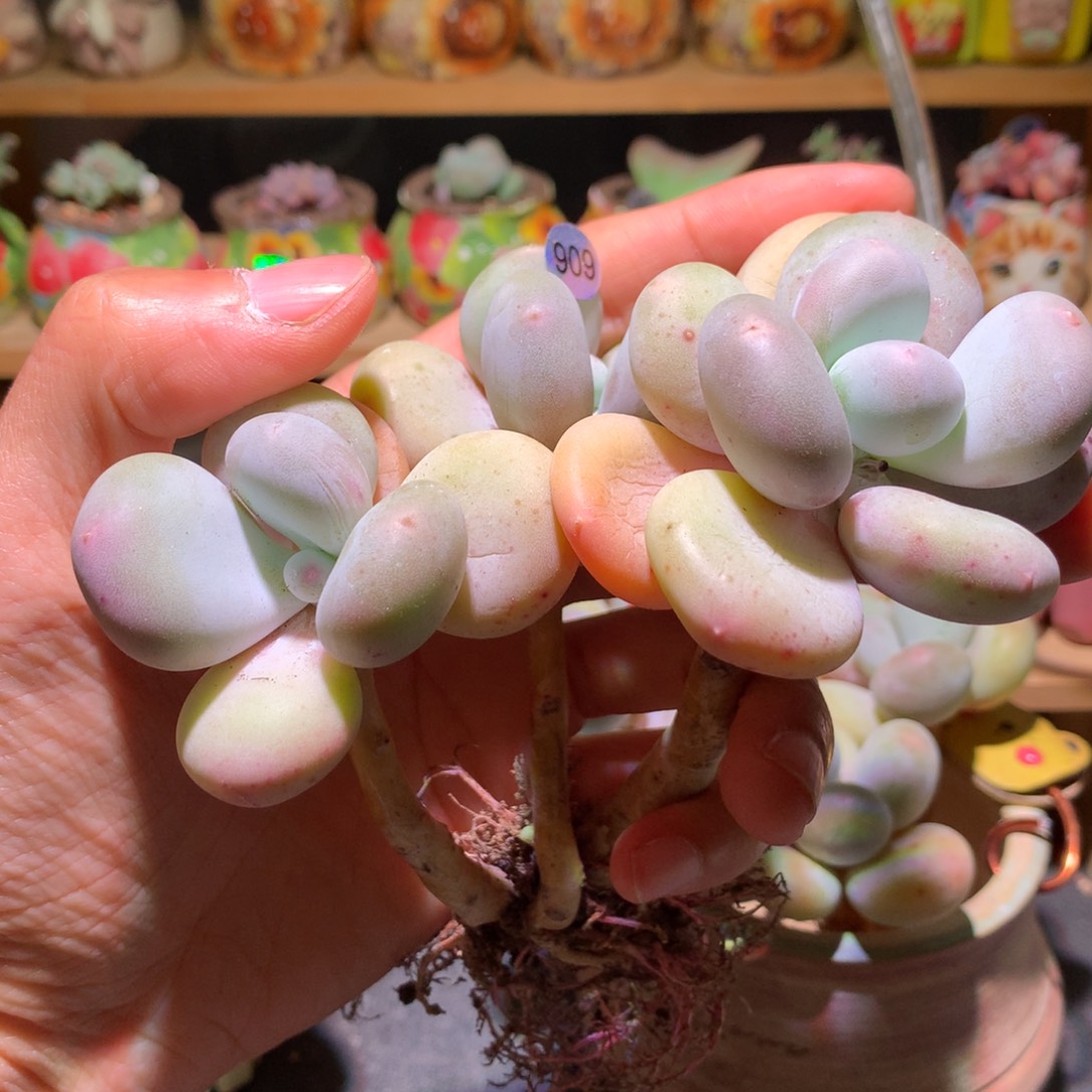 三头黄金鸡蛋大叶奶909