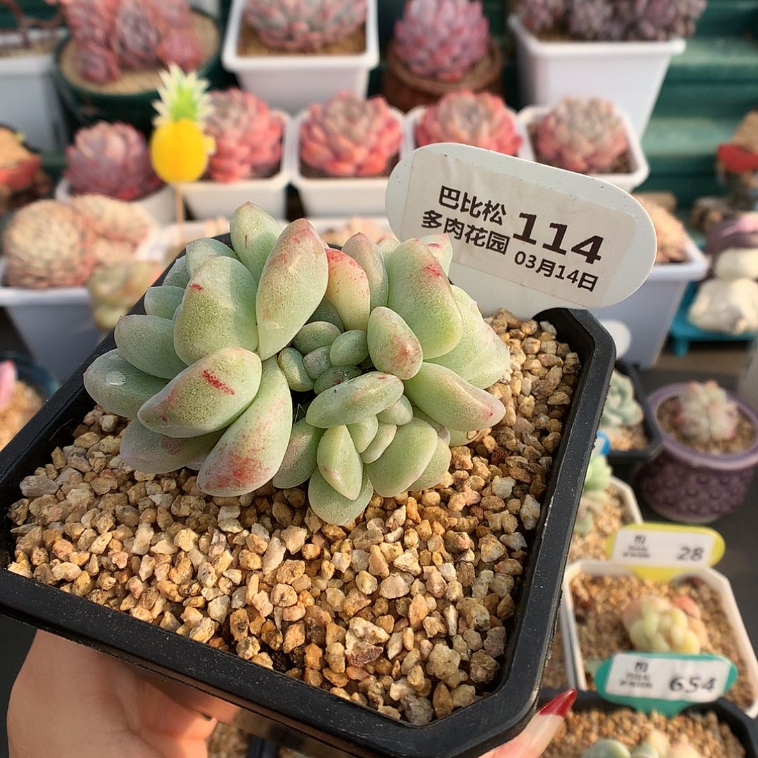 114四头冰玉石化灭心多肉