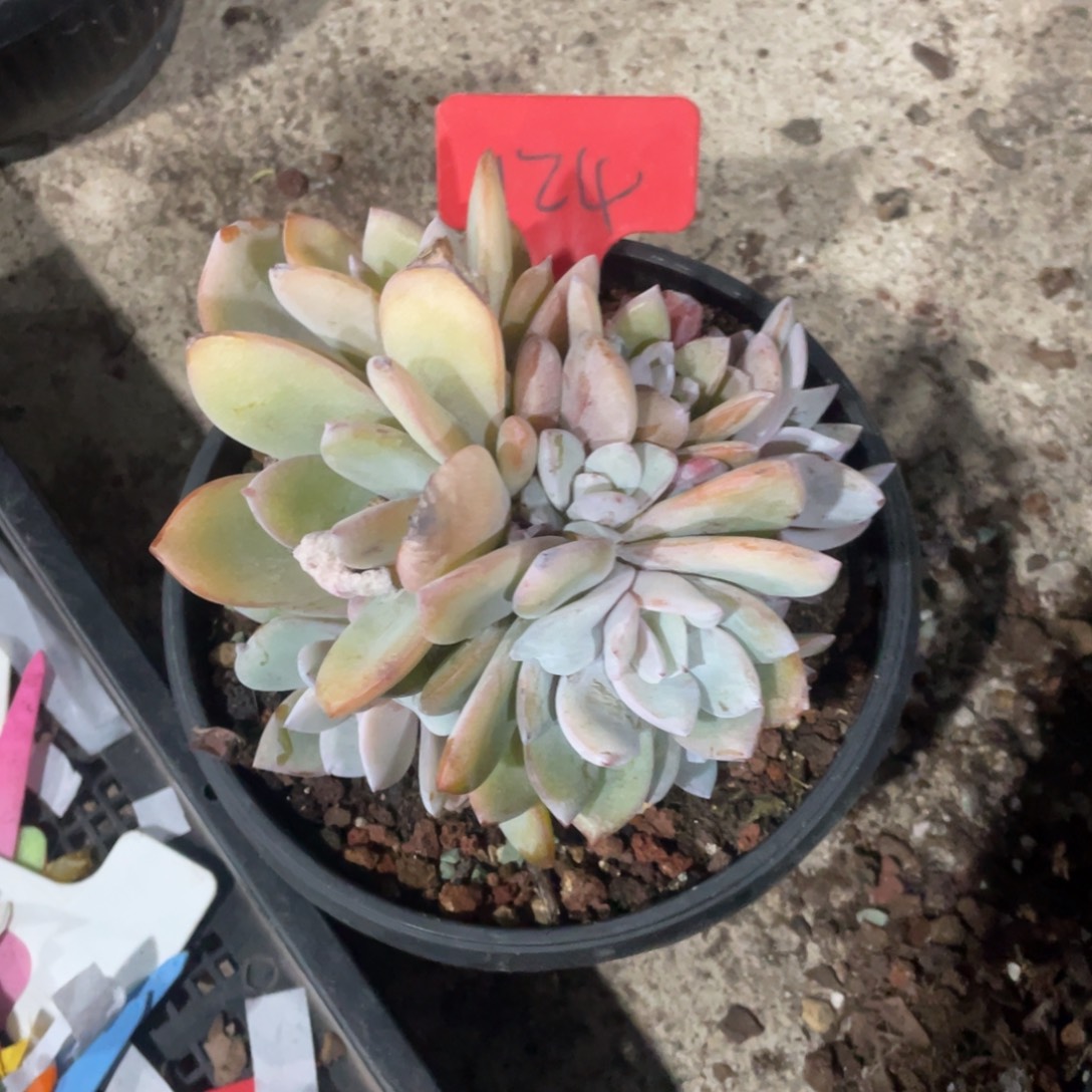 沧***流星影缀化多头群生124