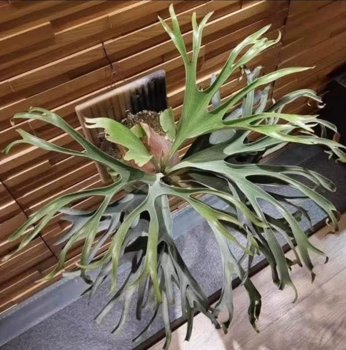 福利美杜莎鹿角蕨