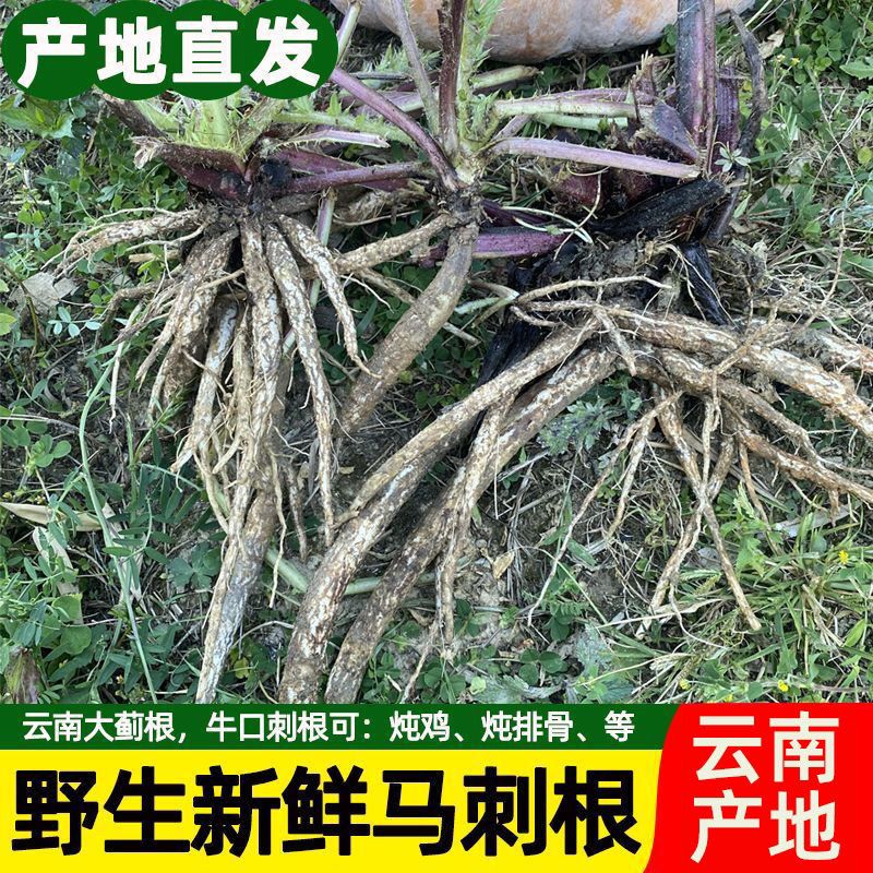 云南野生大蓟根《马刺根》恶鸡婆 刺萝卜新鲜现挖包邮炖鸡排骨猪蹄
