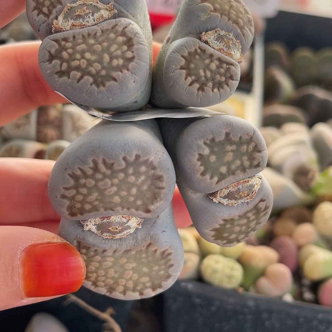 生石花一颗00000228