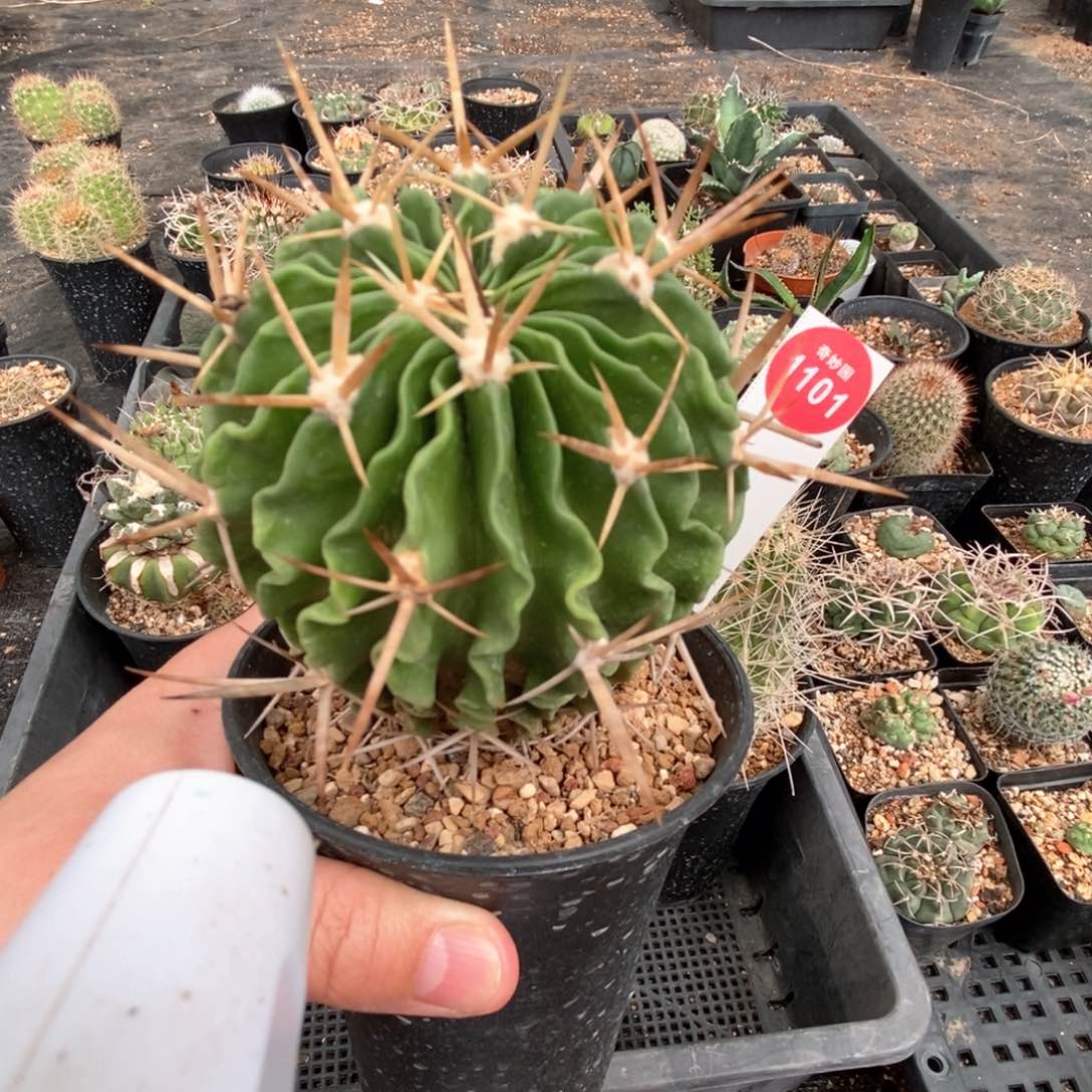 长刺球一颗仙人球