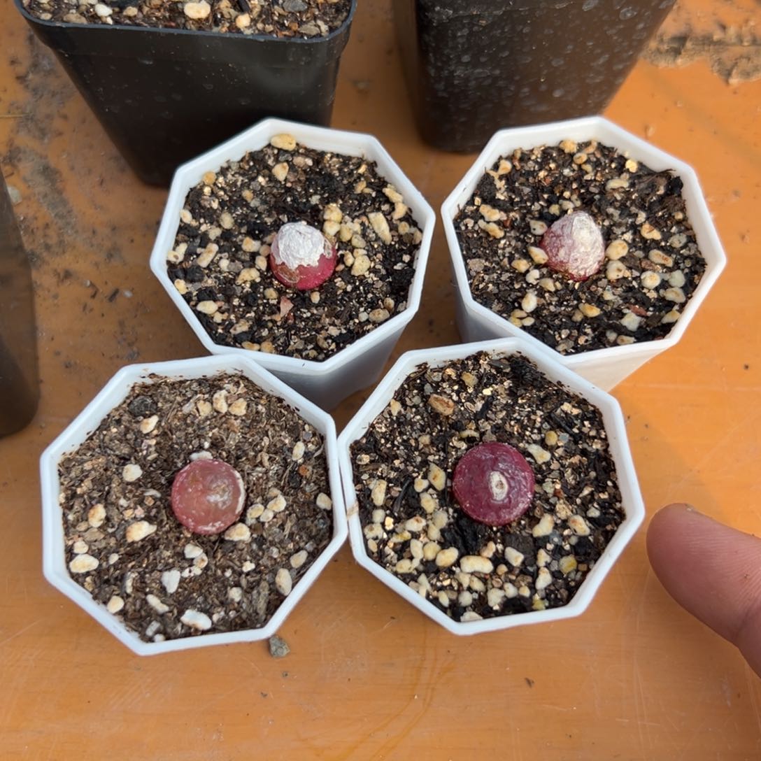 量拍红灯泡一颗，多肉植物