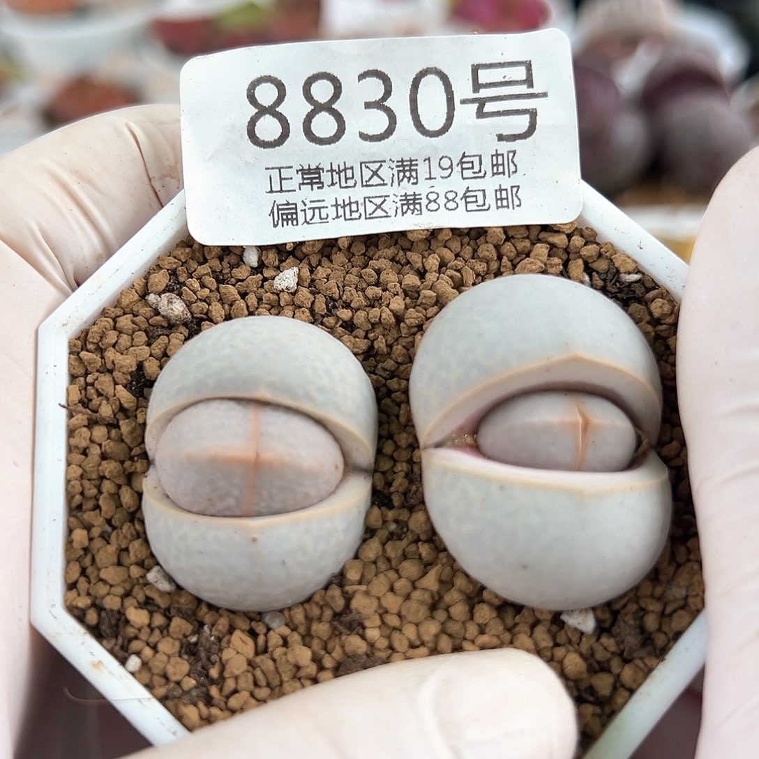 好养易活生石花大母本8830