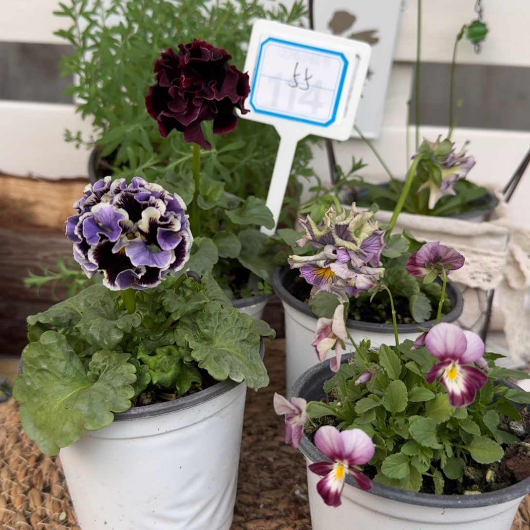 无花朵1228直播间角堇组合55号