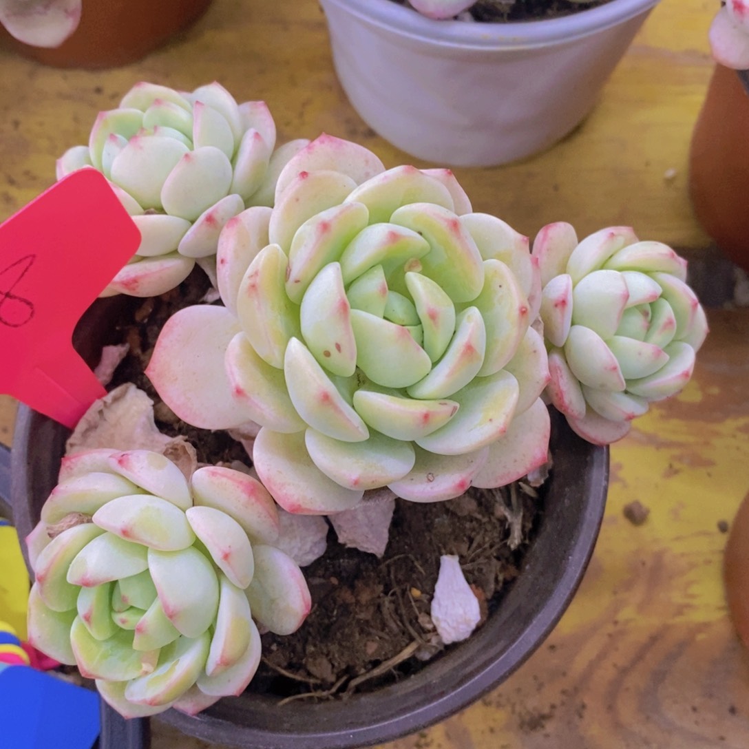 开心多肉，活动专场