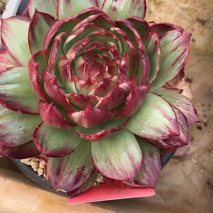 惊鸿仙子多肉植物168