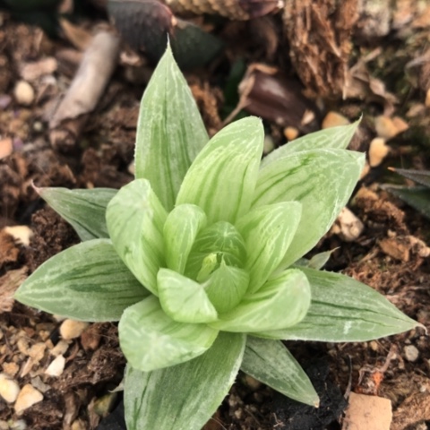 拉丝锦玉露锦锦锦