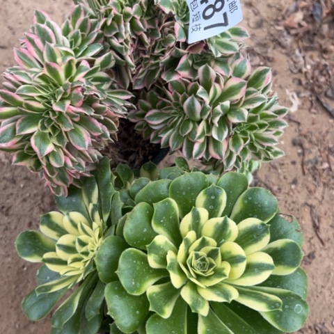 组合多肉植物法师6487