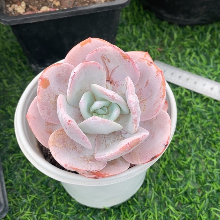 抹茶冠幅9 公分一物一拍