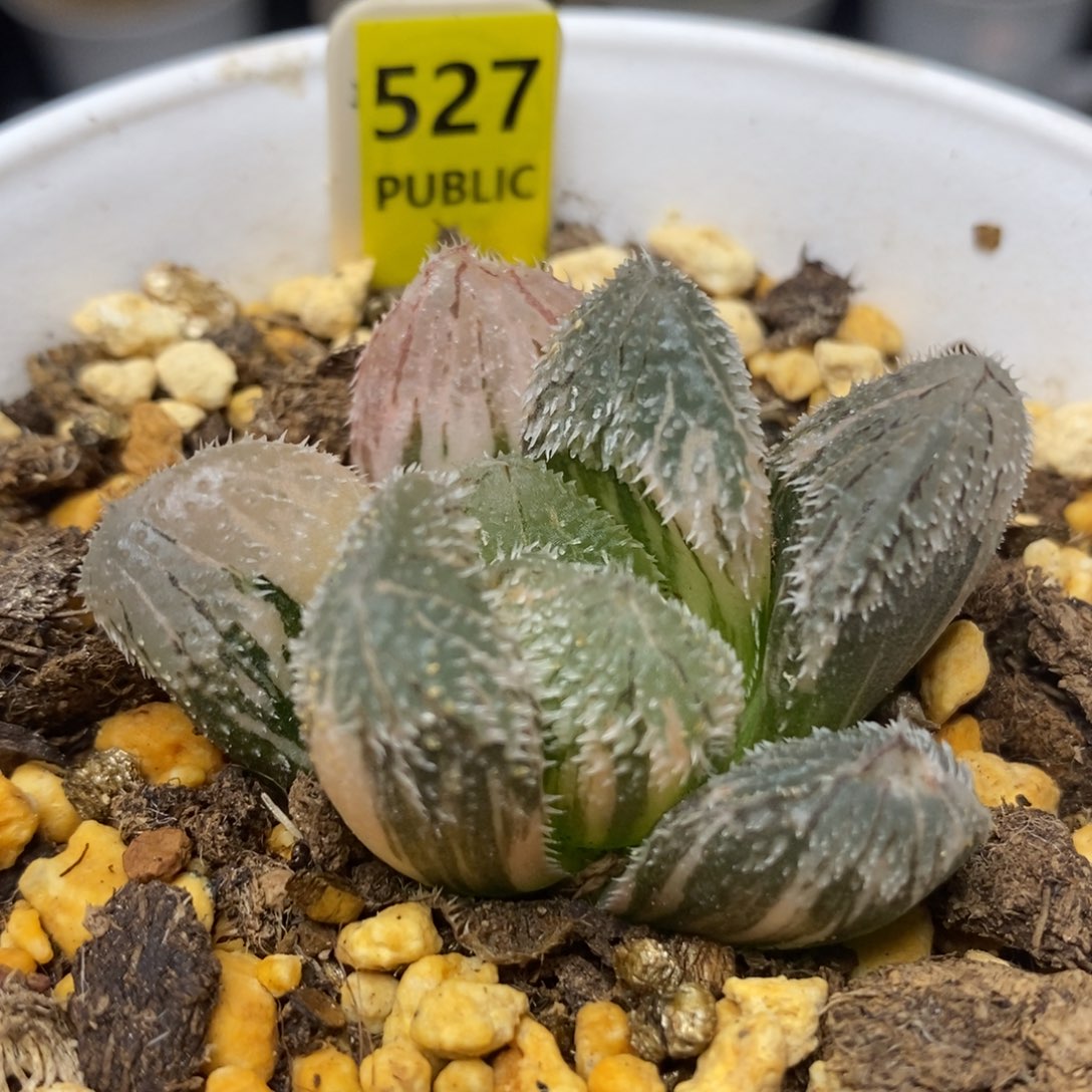 527狼蛛锦一物一拍