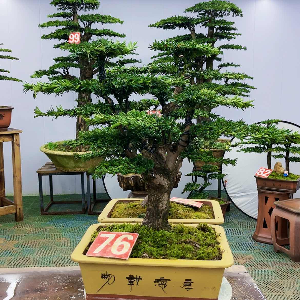 【闪购商品】罗汉松盆景艺术展