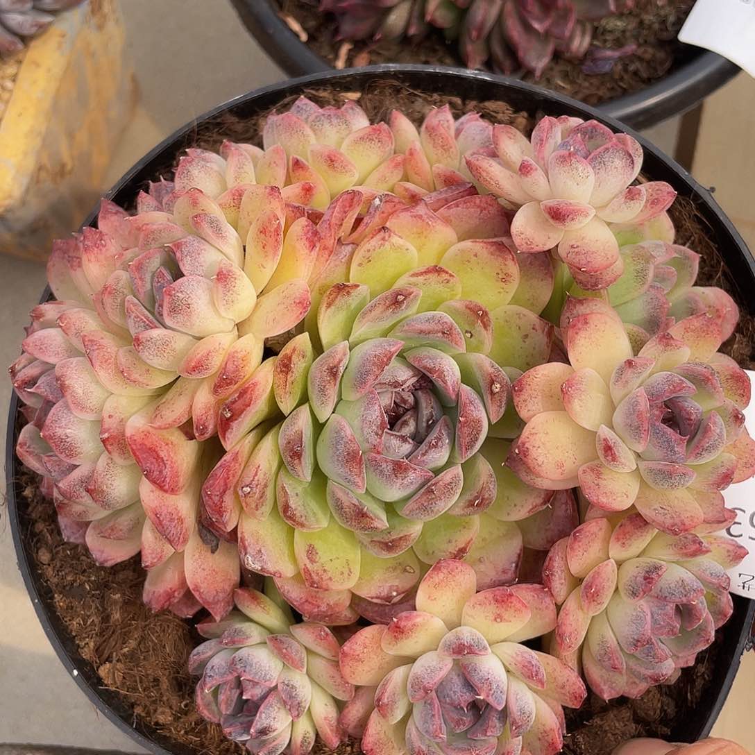 紫水晶063 多肉多肉多肉