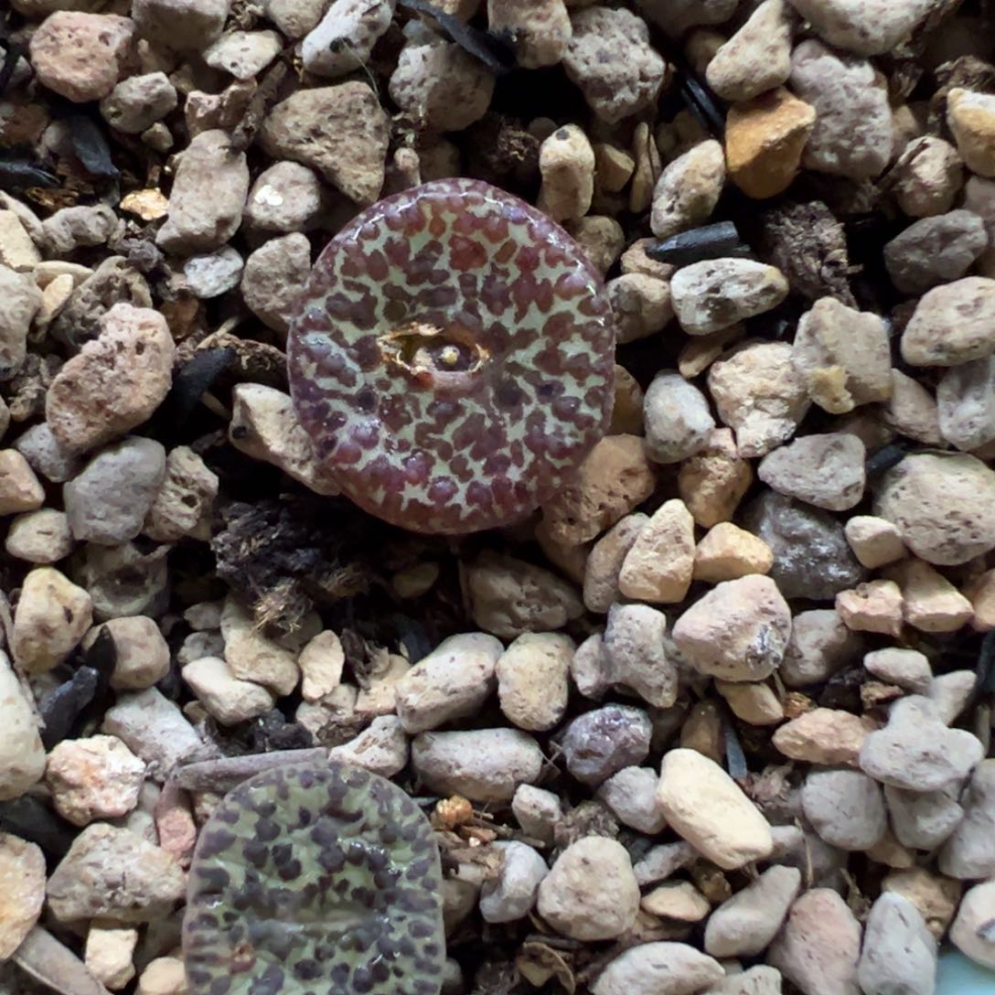 1111111111111多肉多肉