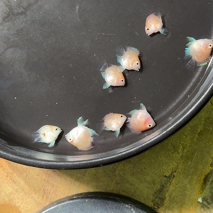 海水鱼胭脂粉1个月8送1备损