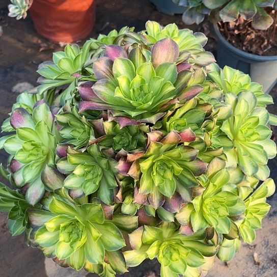 多肉植物韶华锦3