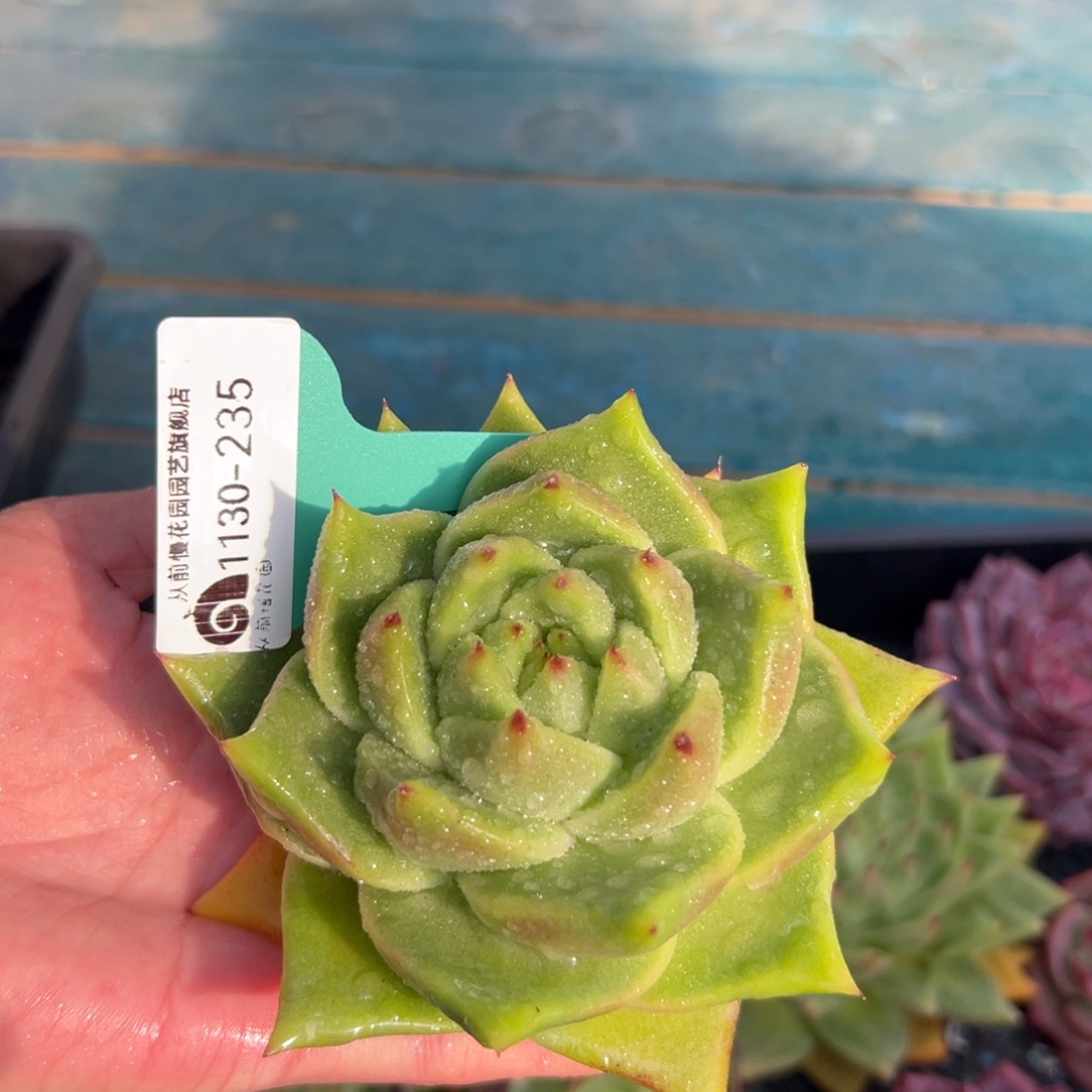 从前慢花园多肉编号1130-235