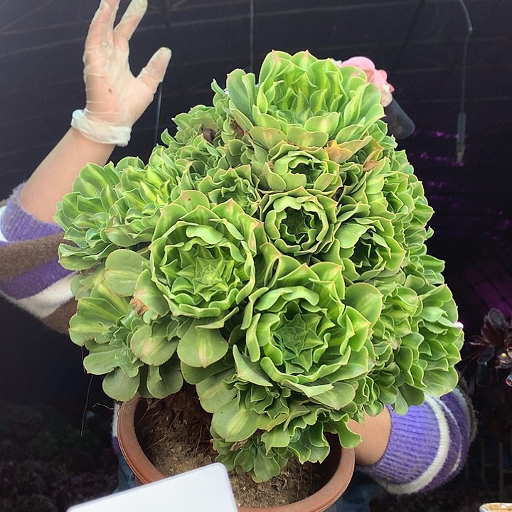 柒柒精品多肉脱土发货不包断侧枝S980