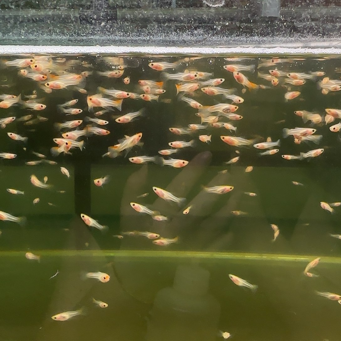 孔雀鱼红头玻璃猫缎带小苗子10条送5条随机