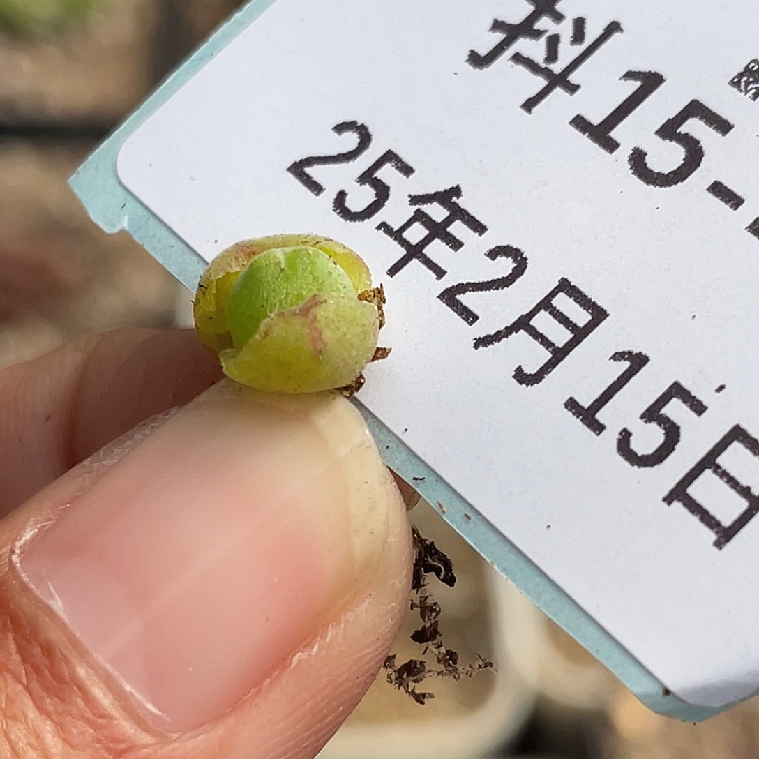 15-47肉锥985小猪蹄多肉植物