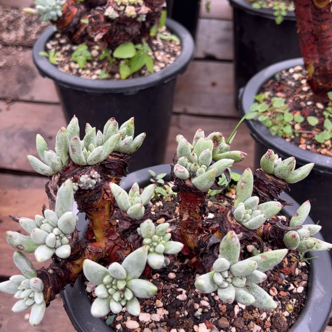 2172绿豆哈哈哈哈哈哈哈哈