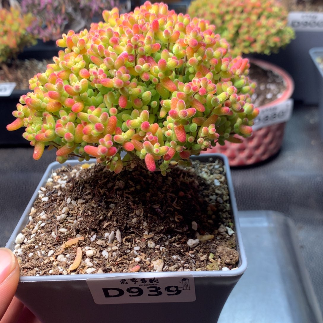 一***丶蜜橘糖球939        