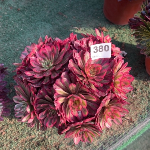 380月蝉朵朵多肉，