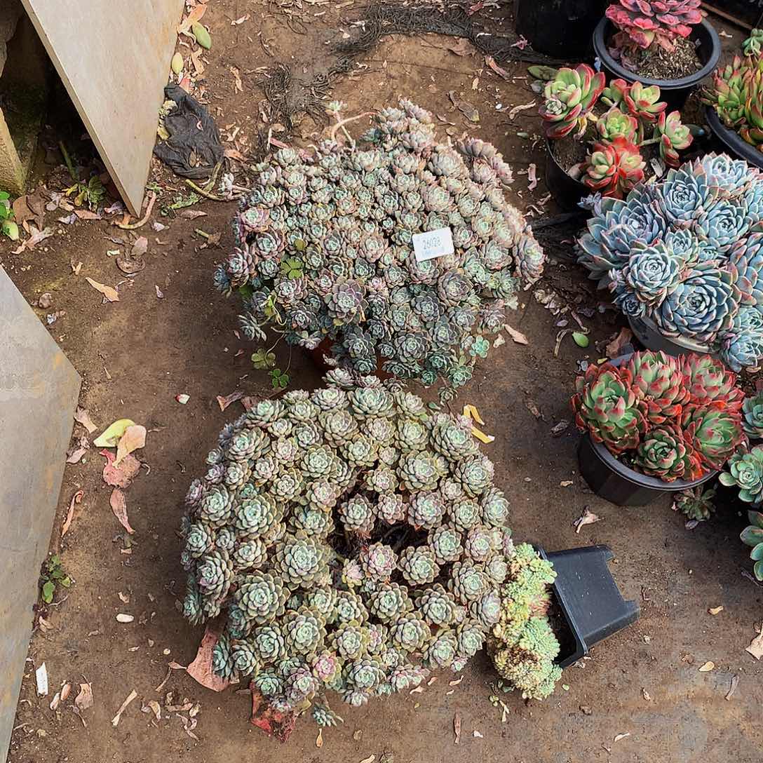 小***西粉布偶26028吨肉多肉