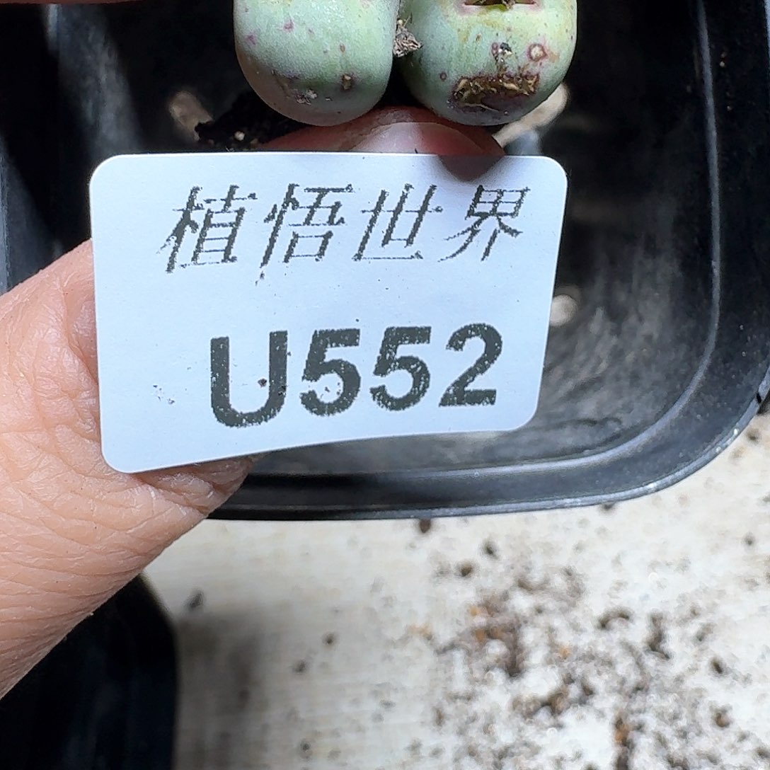 552号d r z w w cc多肉植物哇