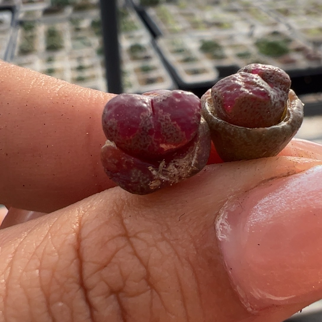 白月光蝴蝶勋章多肉