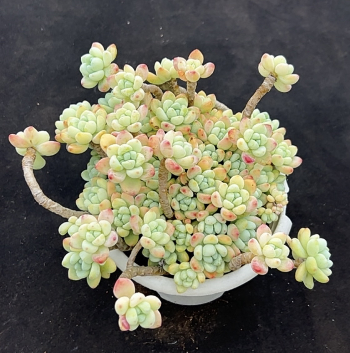 老桩香劳尔多肉植物带土球发货越养越香适合阳台盆栽