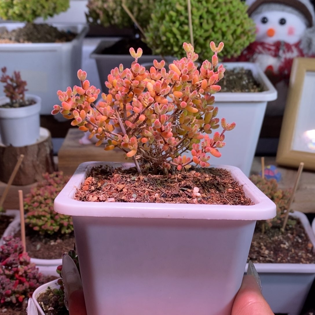 冰糖带盆土发货一物一拍