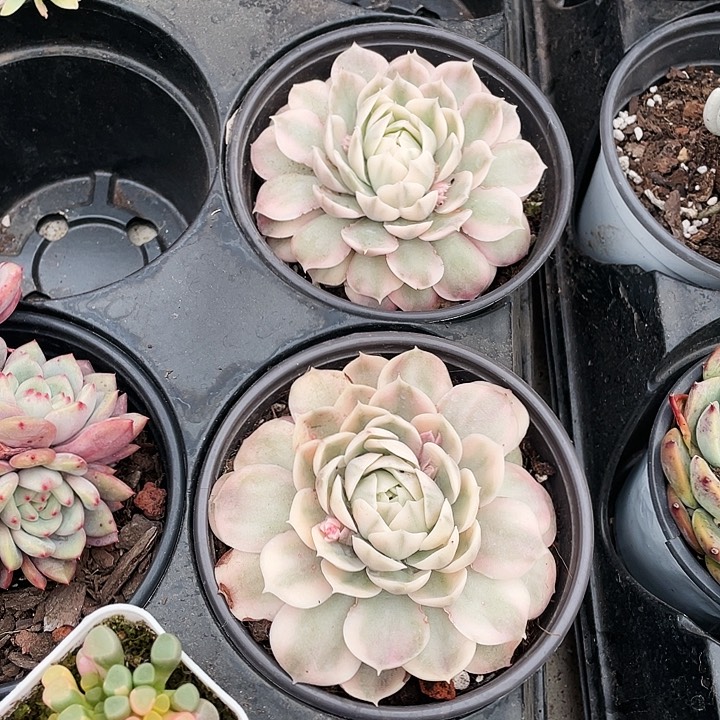 盎司诺锦15.8一盆的888888