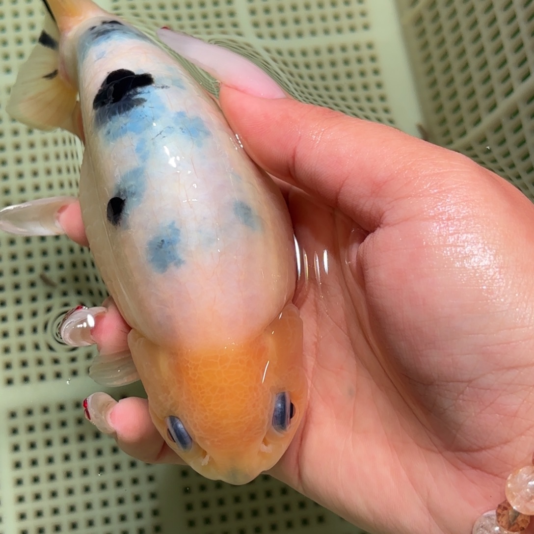 ****.金鱼拍包装包邮不拍包装运费到付