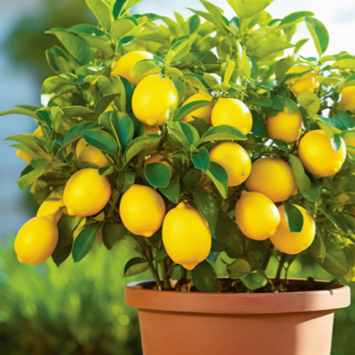 广东四季香水柠檬四季开花结果盆栽地栽南北方楼顶阳台小院均可种