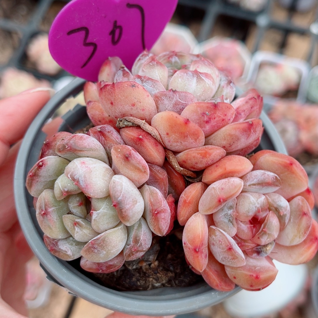 307号小老桩红恋群