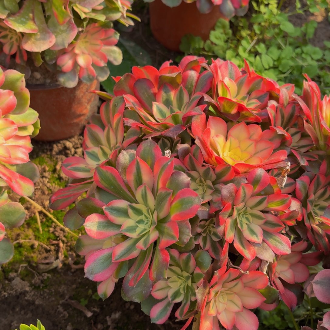 12多肉植物捧花的