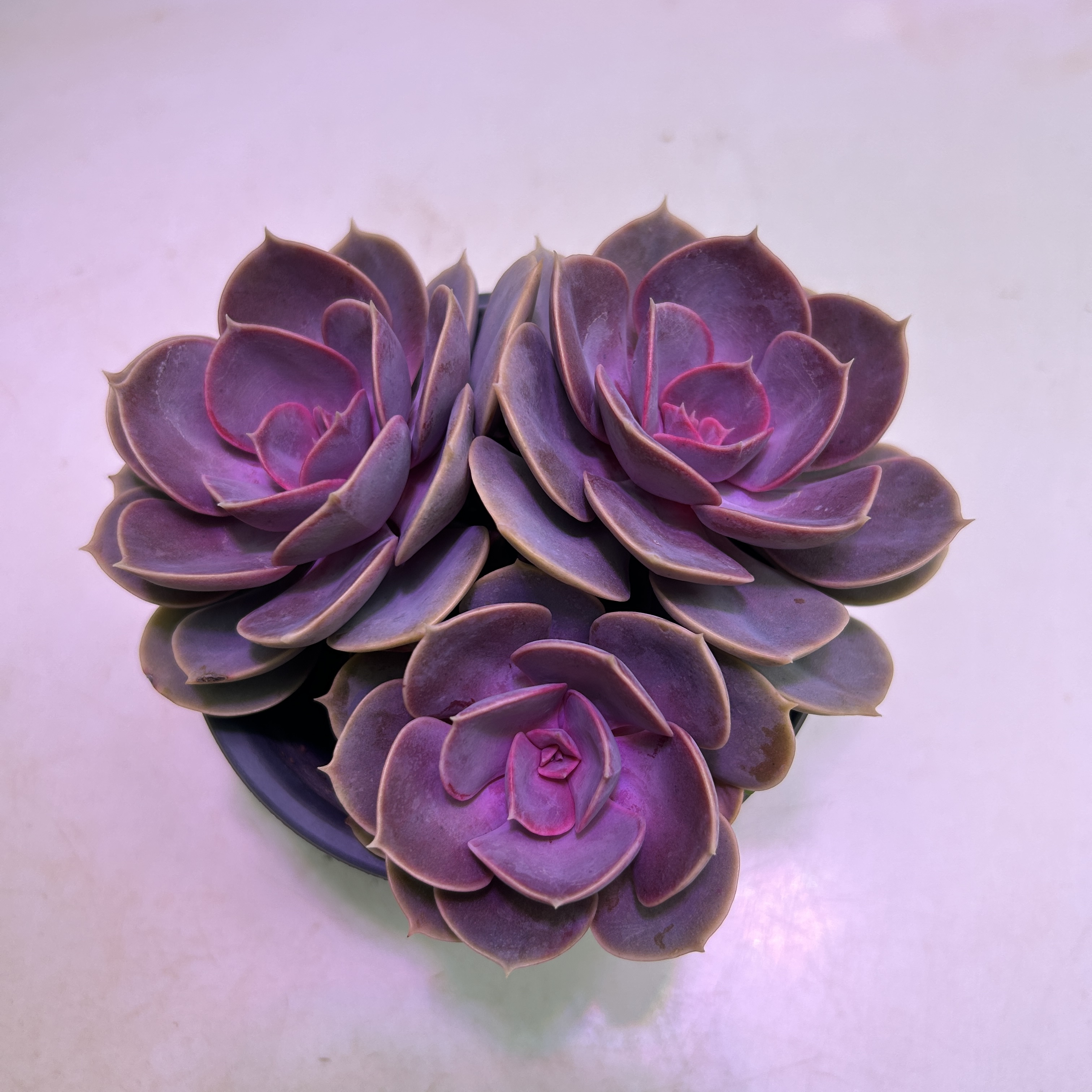 精品紫珍珠多肉 小众好繁殖好看 室内室外好养 买二送一